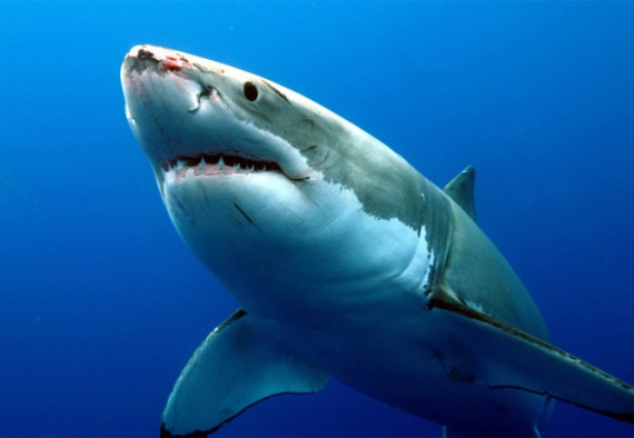Интересное: Как размножаются акулы