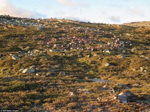 Проишествия: В Норвегии от удара молнии погибло более 300 оленей