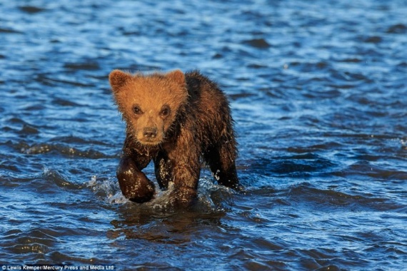 Животные: Медведи на рыбалке