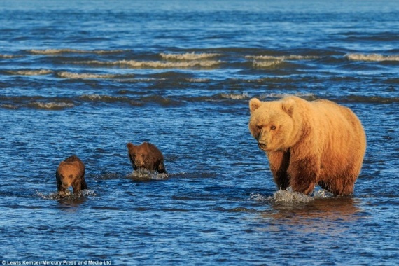 Животные: Медведи на рыбалке