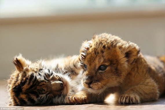 Животные: Дружба львенка и тигренка
