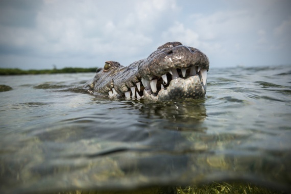 Животные: Прогулка с крокодилами