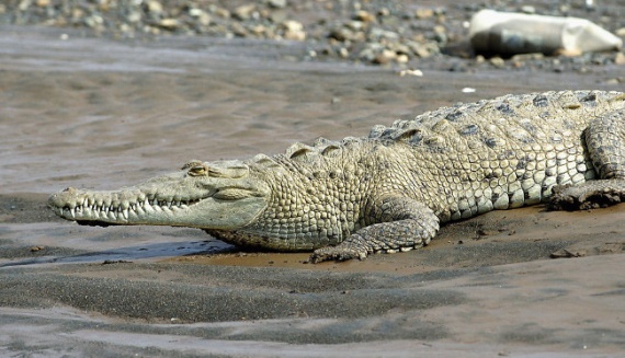 Животные: Самые большие крокодилы