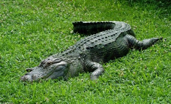 Животные: Самые большие крокодилы