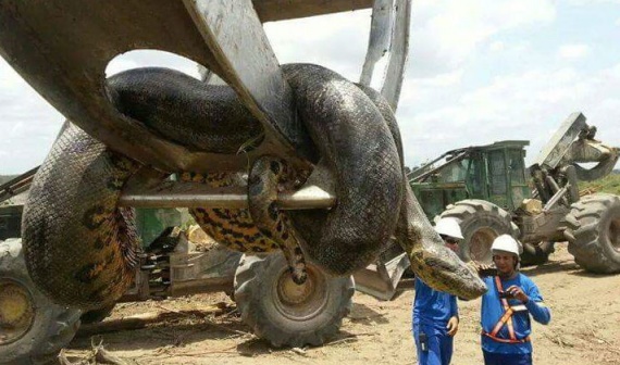Животные: В Бразилии поймали десятиметровую анаконду-монстра
