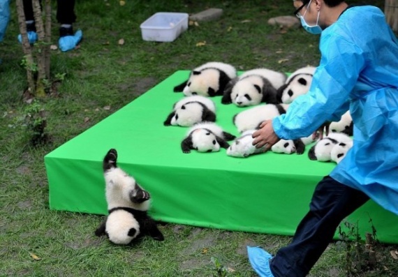 Животные: Маленькая панда упала во время презентации
