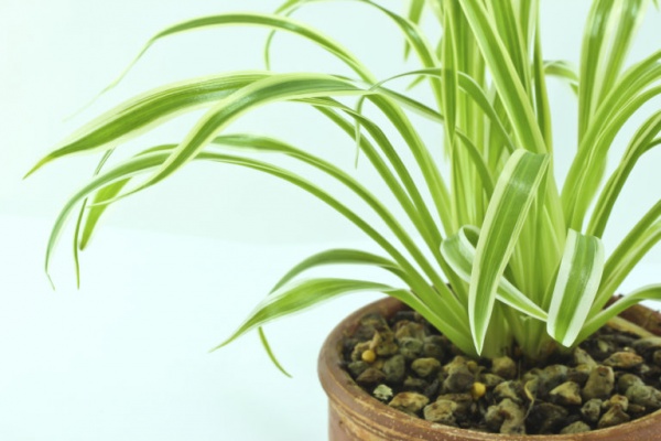 Полезные советы: Растения, очищающие воздух