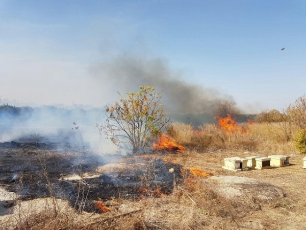 Происшествия: Израиль горит