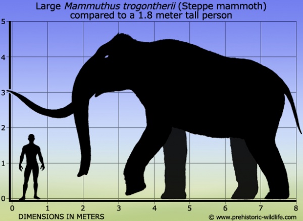 Животные: Интересные факты о мамонтах