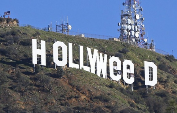Происшествия: Hollywood превратился в Hollyweed