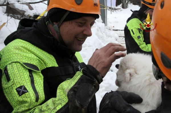 Происшествия: Из заваленного лавиной отеля в Италии спасли щенков