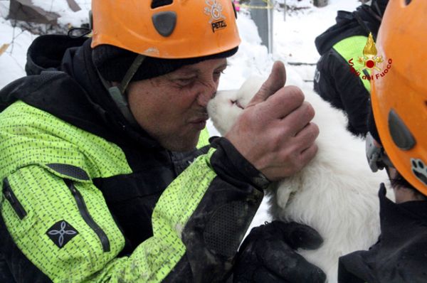 Происшествия: Из заваленного лавиной отеля в Италии спасли щенков
