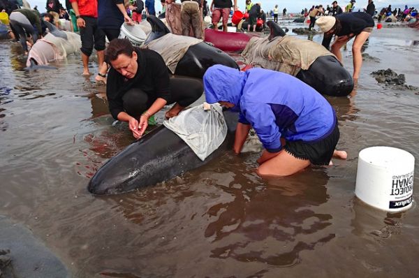 Животные: Почему дельфины и киты выбрасываются на берег?