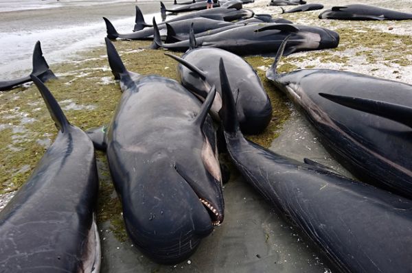 Животные: Почему дельфины и киты выбрасываются на берег?