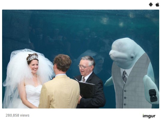 Картинки: Новый мем с дельфином