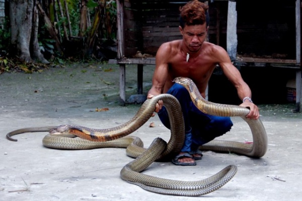 Природа: Заклинатель змей поймал две 4-метровые кобры и голыми руками удалил у них ядовитые зубы