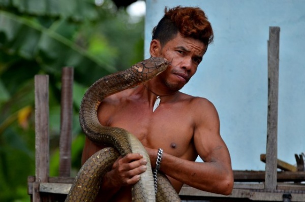 Природа: Заклинатель змей поймал две 4-метровые кобры и голыми руками удалил у них ядовитые зубы