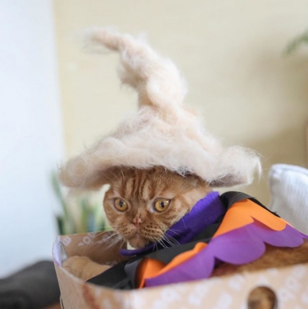 Животные: Кошачьи шапочки