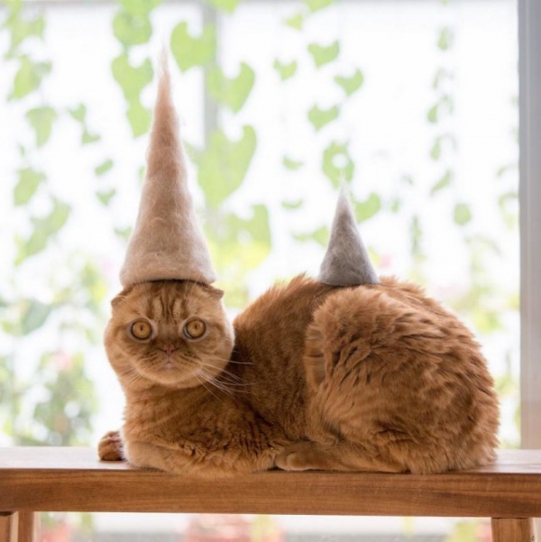 Животные: Кошачьи шапочки