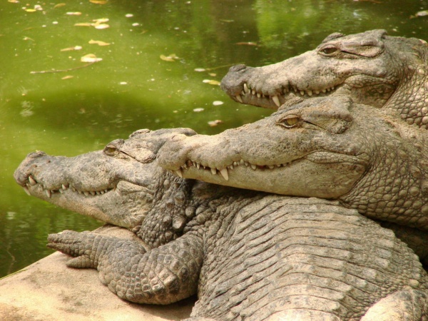 Животные: Крокодилы