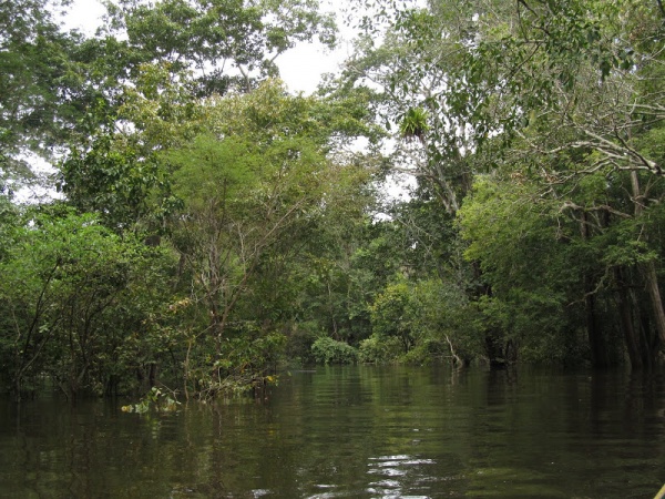 Путешествия: Прогулка по Амазонке