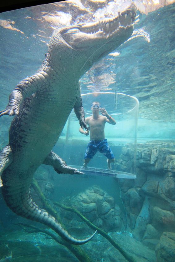 Животные: Поплавать с крокодилом