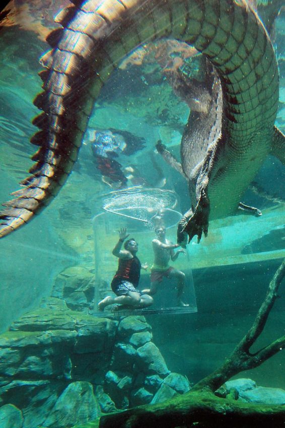 Животные: Поплавать с крокодилом