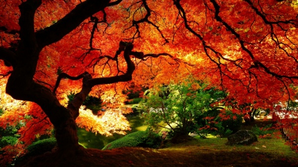 Природа: Золотая осень