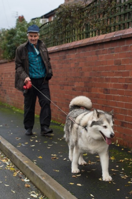 Животные: Английский суд собаку оправдал по делу о нападении, потому что она слишком толстая