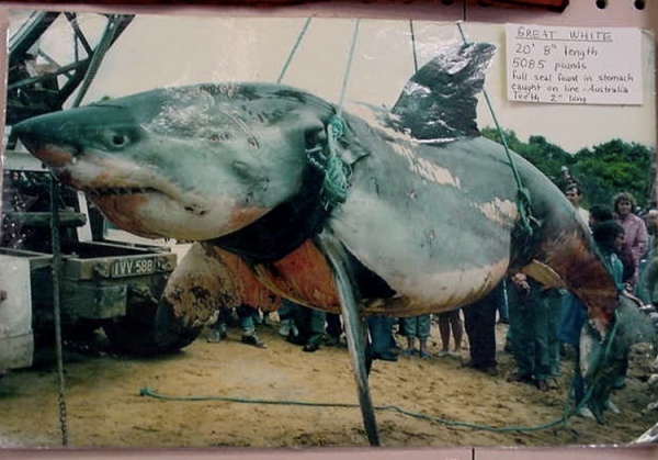 Интересное: Самые большие пойманные акулы