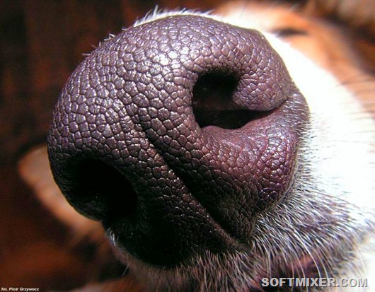 Животные: Интересные факты о собаках