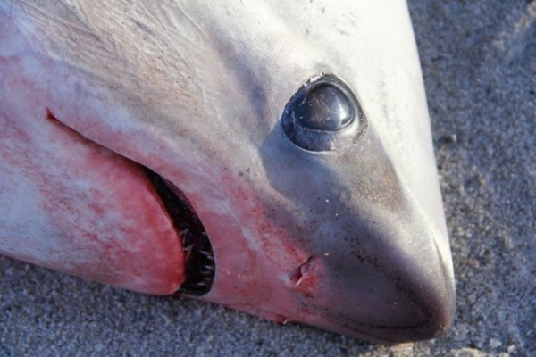 Природа: В США начали замерзать акулы