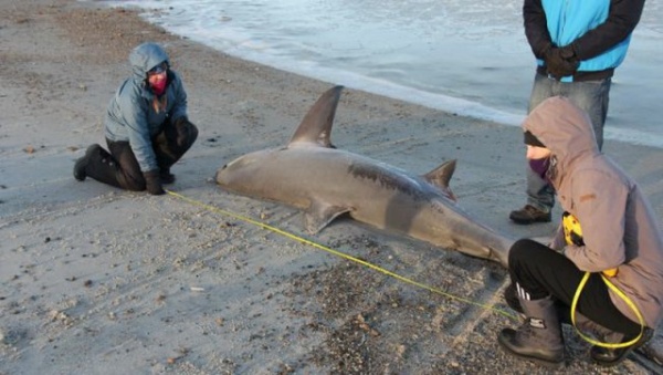 Природа: В США начали замерзать акулы