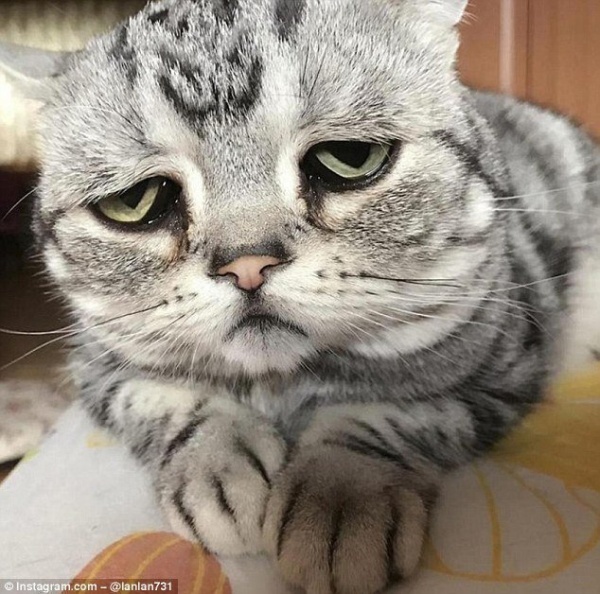 Животные: Луху - самая грустная кошка