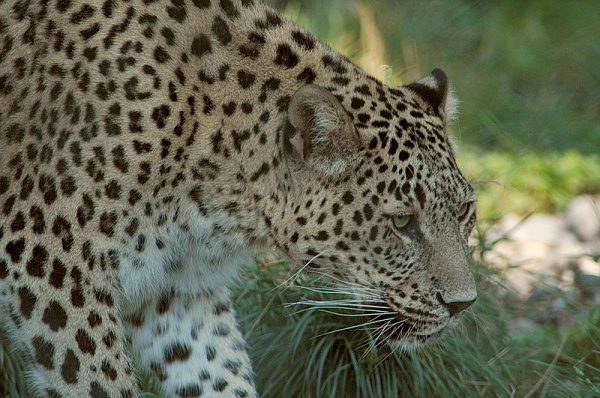 Животные: Кавказский леопард