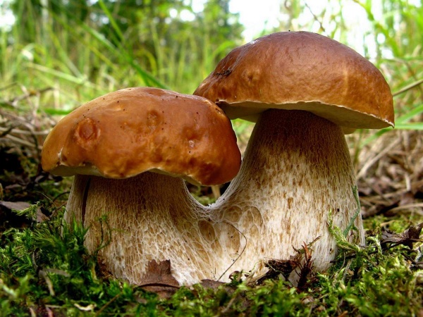 Интересное: Интересные факты о грибах