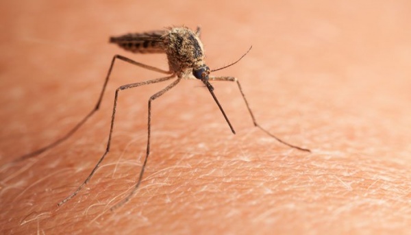 Интересное: Почему комары кусают не всех