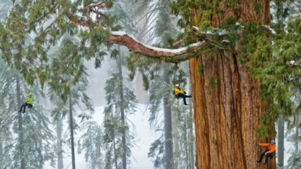 Природа: Фотографы потратили 32 дня, чтобы сфотографировать это дерево целиком