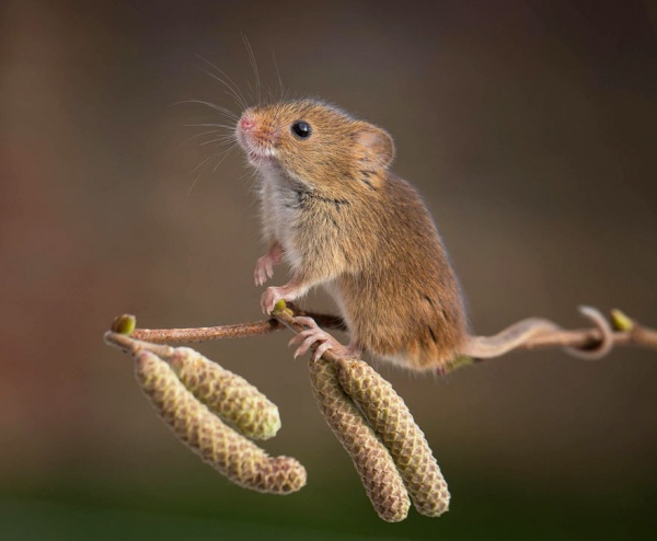 Животные: Мышкин мимиметр