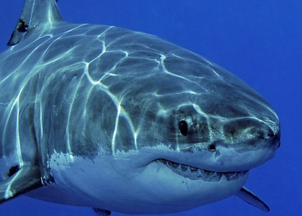 Интересное: Какие акулы водятся в Черном море