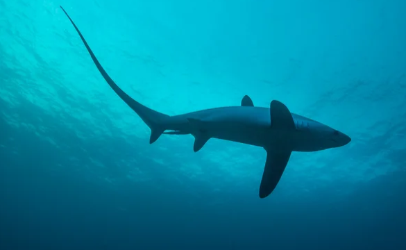 Интересное: Какие акулы водятся в Черном море