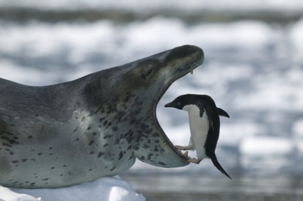 Животные: Интересные факты о морском леопарде