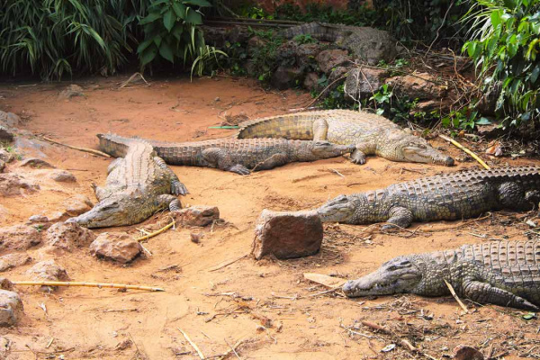 Интересное о крокодилах