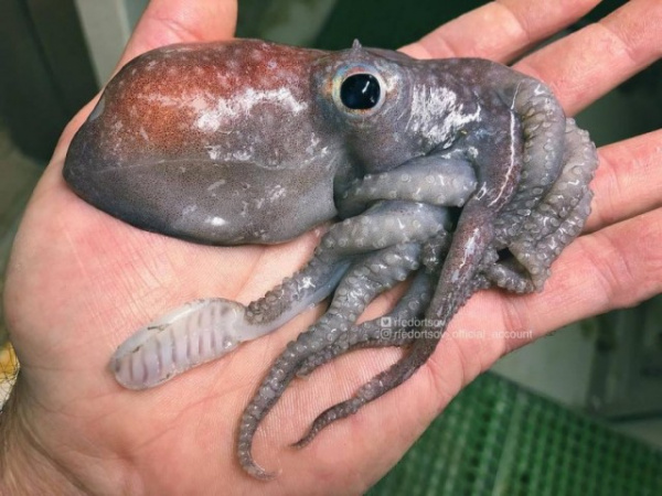 Животные: Новые  жуткие обитатели морских глубин от Романа Федорцова