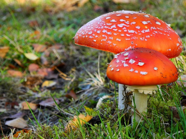 Здоровье: Самые ядовитые грибы России
