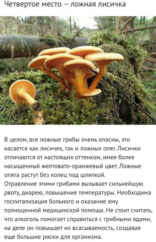 Здоровье: Самые ядовитые грибы России