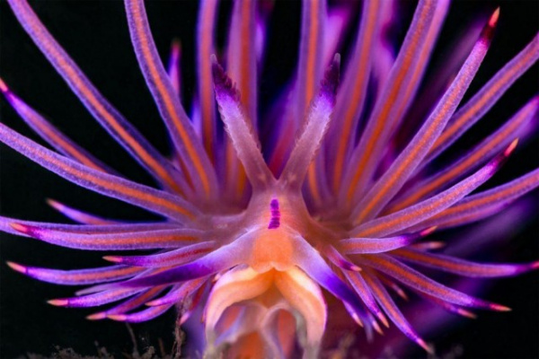 Природа: Фантастика подводного мира