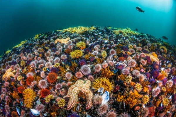 Природа: Фантастика подводного мира