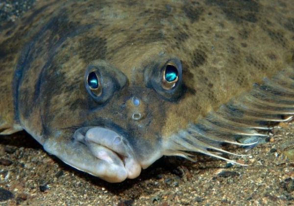 Интересное: Почему эту рыбу продают без головы
