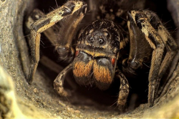 Интересное: Мизгирь:  русский тарантул